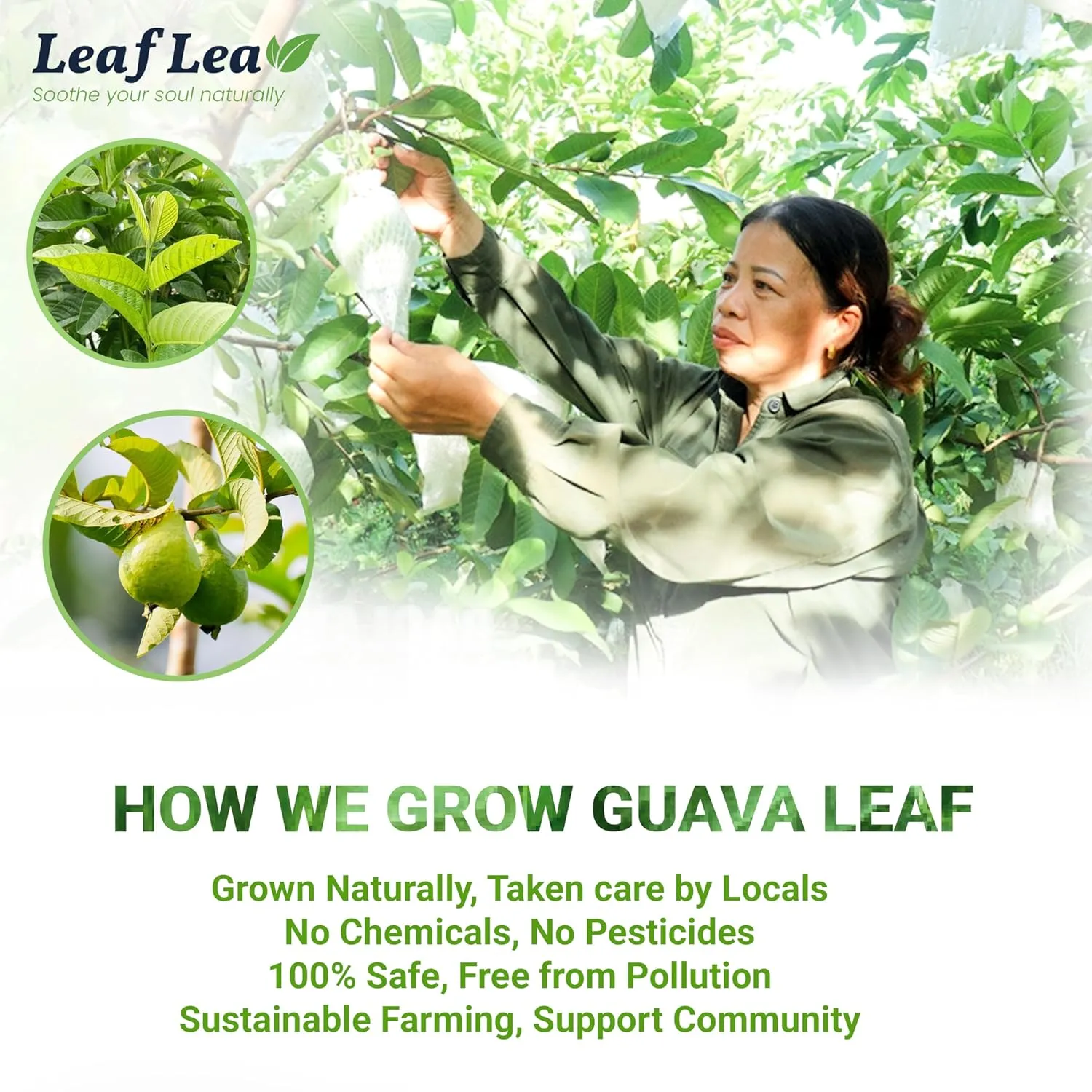 LeafLea 120 Guava Leaf Tea Bags, Premium Natural Herbal Tea, 100% Hojas De Guayaba, Caffeine-Free, Non-GMO, Supports Digestion & Immune Health, Packed with Natural Goodness