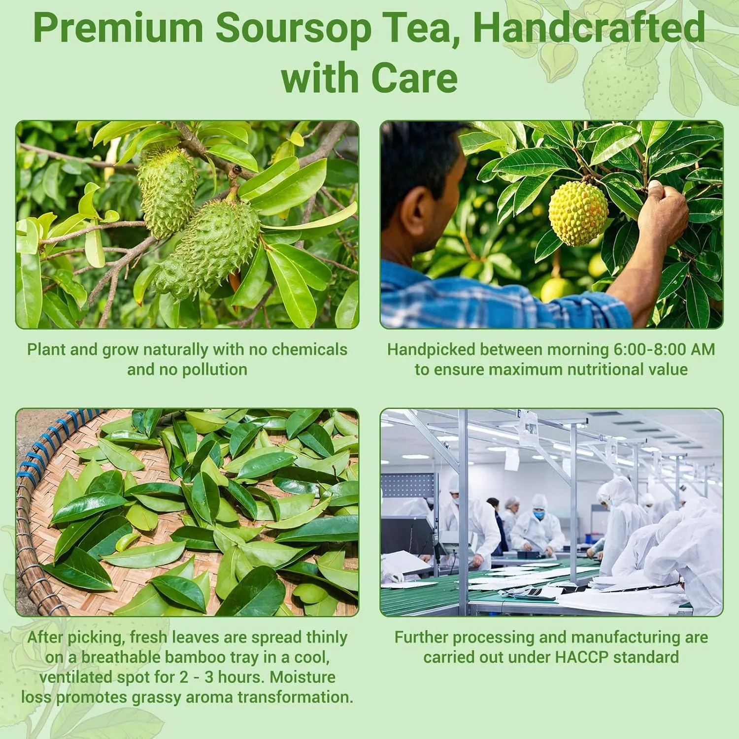Soursop Leaves Tea Bag, Pure and Natural Soursop Graviola Leaves for Digestion, Boosting Immune, Improving Sleep & Skin Health - Hojas De Guanabana Tea（100 Teabags/2 Pack)